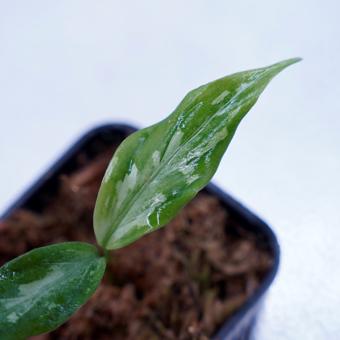 <LA便>Aglaonema Pictum 【氷肌玉骨】 “LA0816-03j”