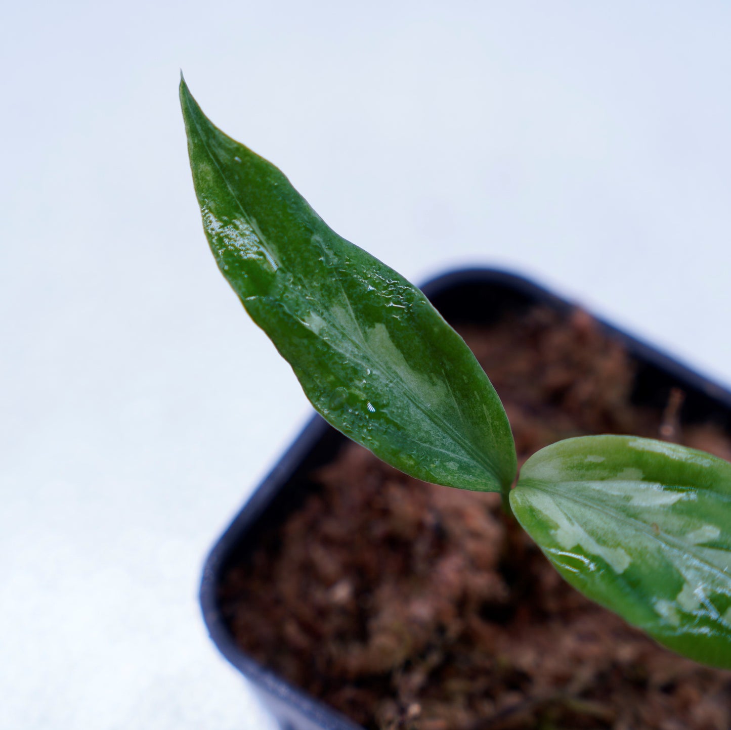 <LA便>Aglaonema Pictum 【氷肌玉骨】 “LA0816-03j”