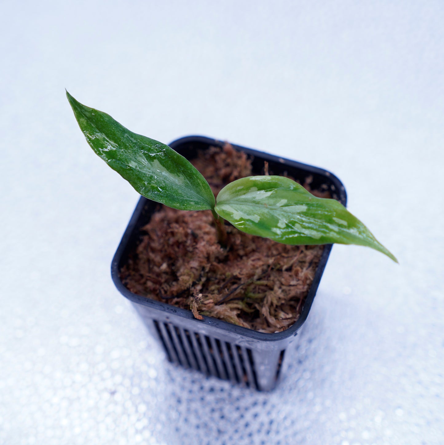 <LA便>Aglaonema Pictum 【氷肌玉骨】 “LA0816-03j”