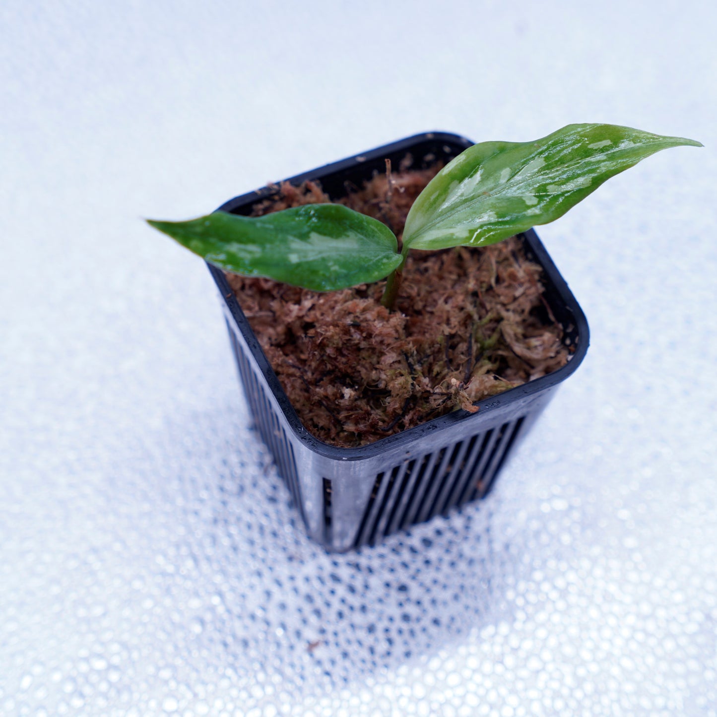<LA便>Aglaonema Pictum 【氷肌玉骨】 “LA0816-03j”