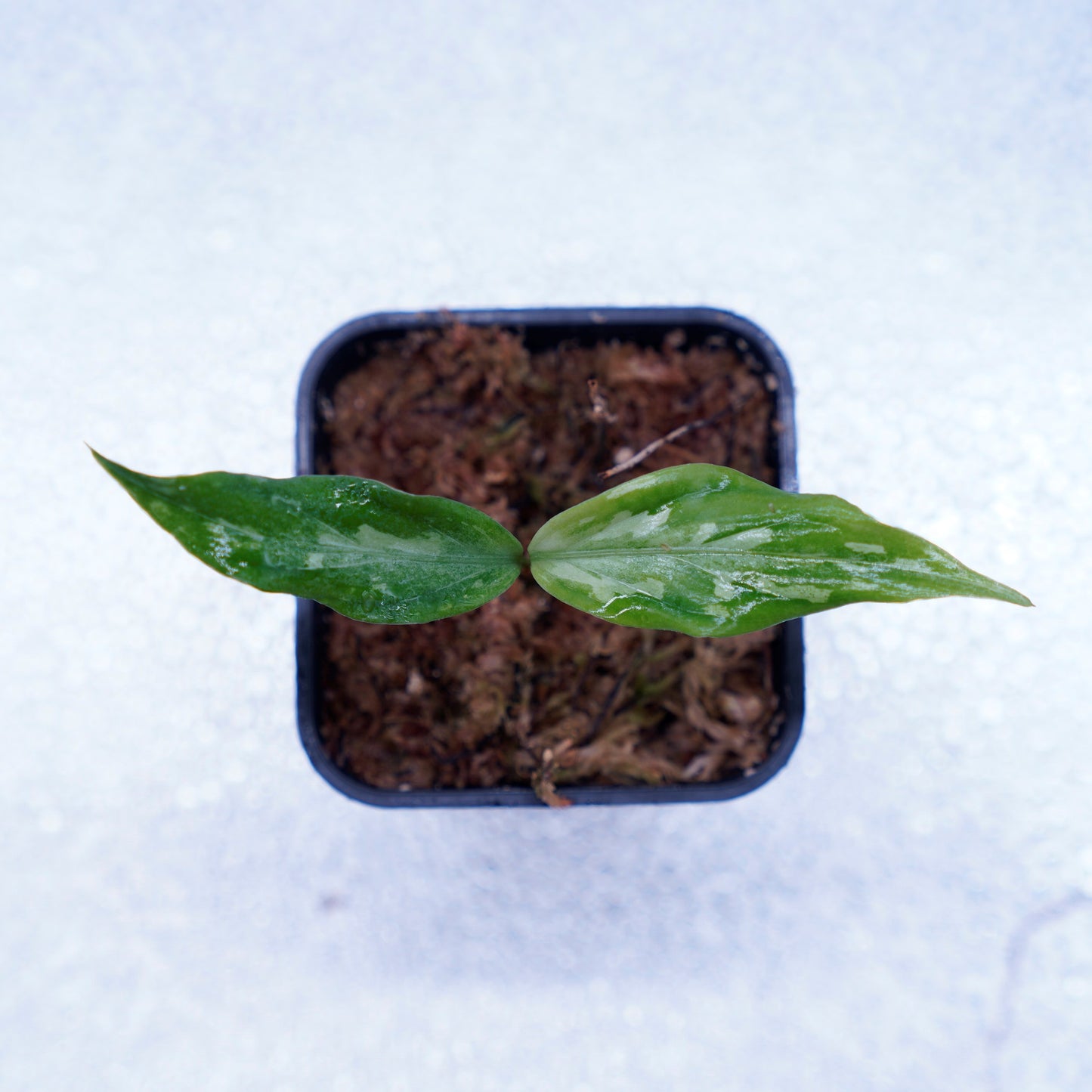 <LA便>Aglaonema Pictum 【氷肌玉骨】 “LA0816-03j”