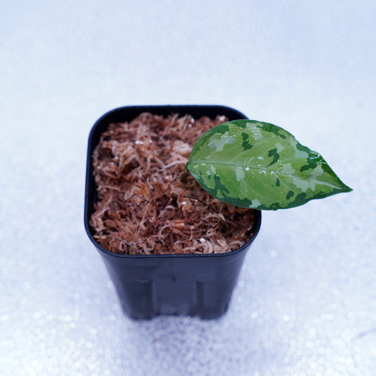 <出射便>Aglaonema Pictum Tricolor “Andaman” Port Blair