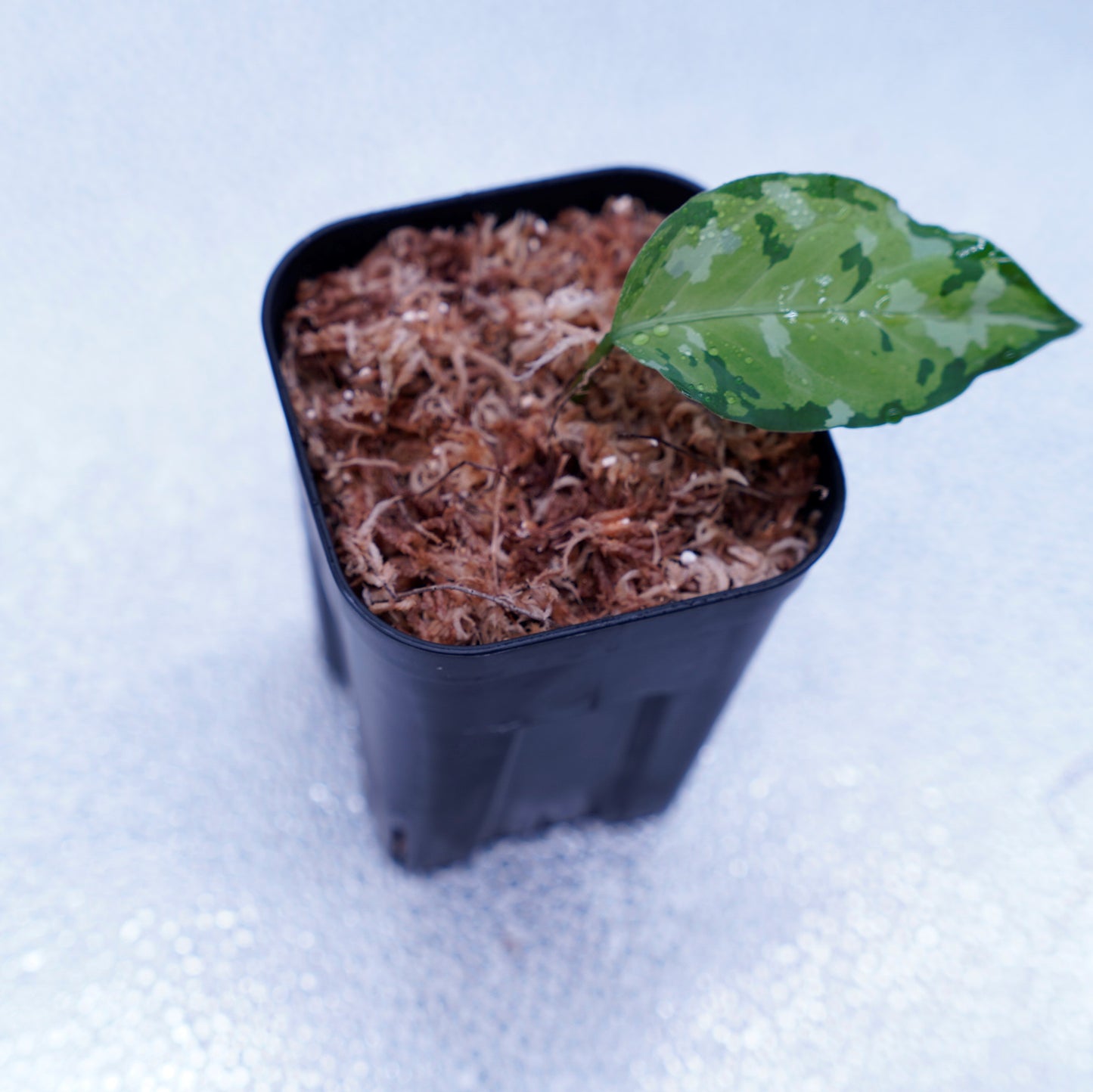 <出射便>Aglaonema Pictum Tricolor “Andaman” Port Blair