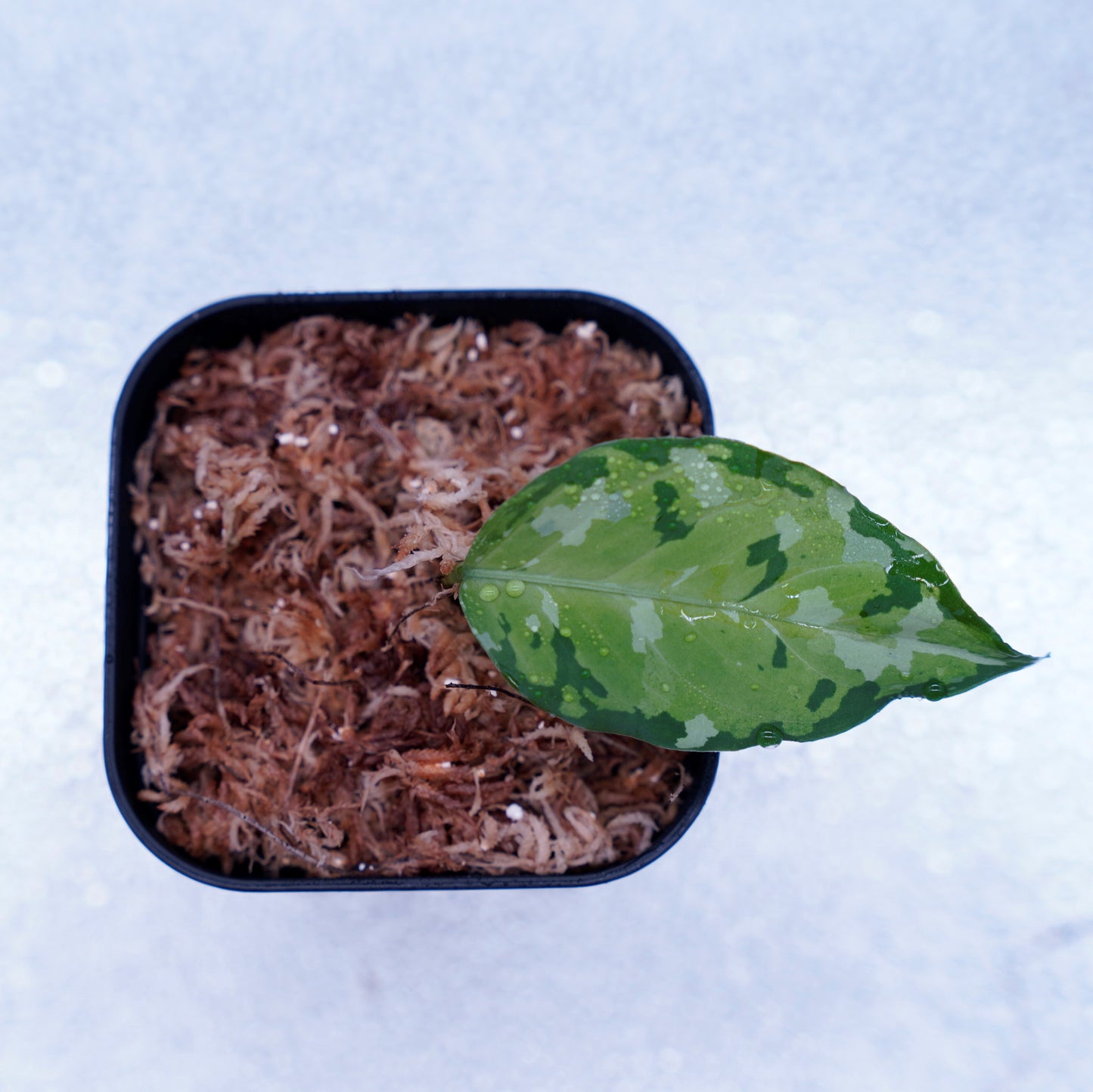 <出射便>Aglaonema Pictum Tricolor “Andaman” Port Blair