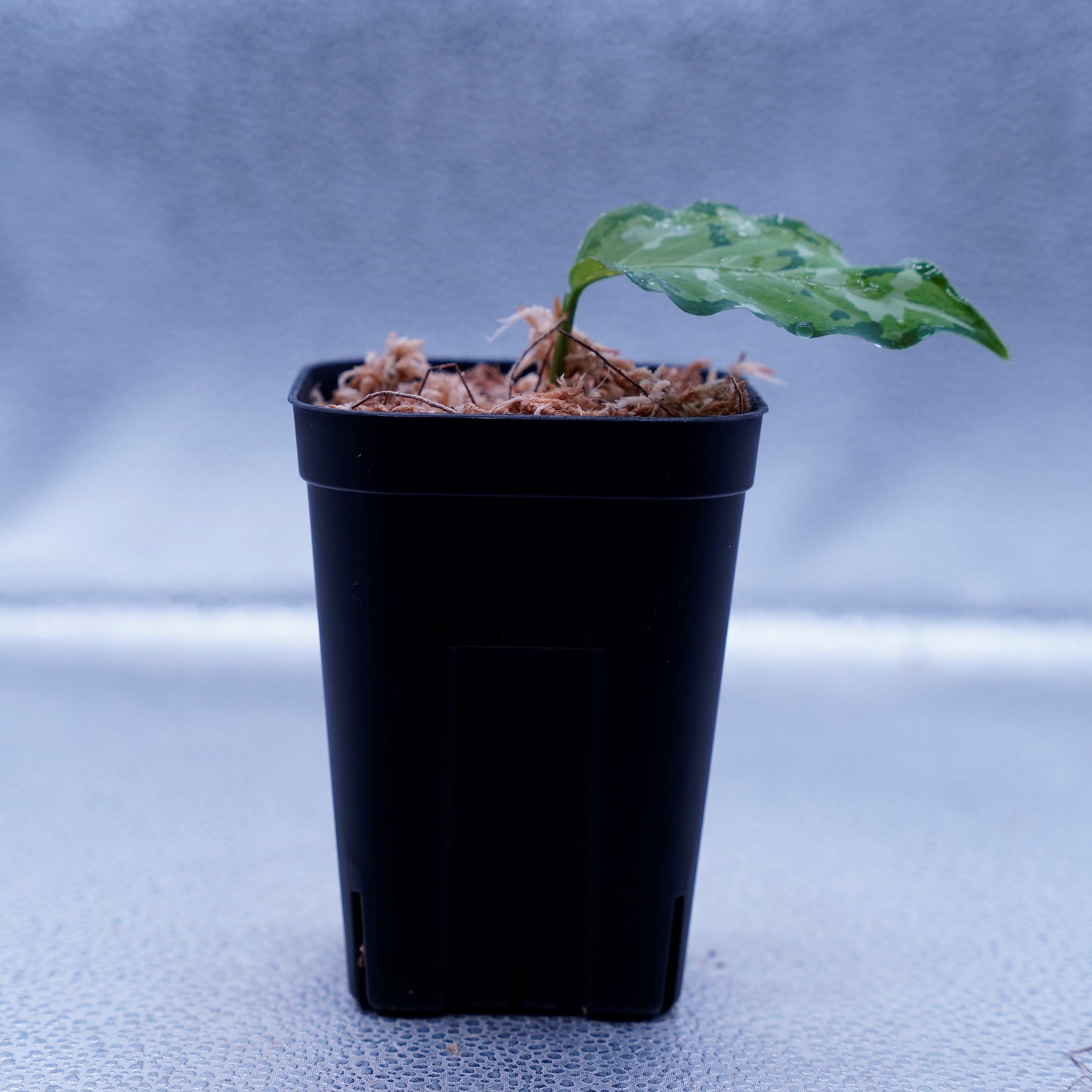 <出射便>Aglaonema Pictum Tricolor “Andaman” Port Blair