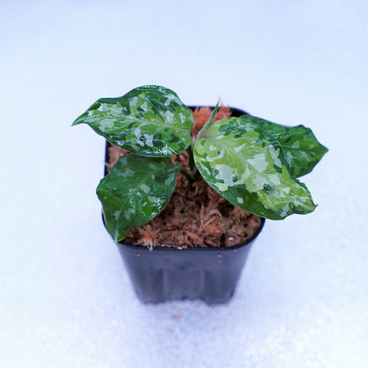 <出射便>Aglaonema Pictum Tricolor “Andaman” Port Blair