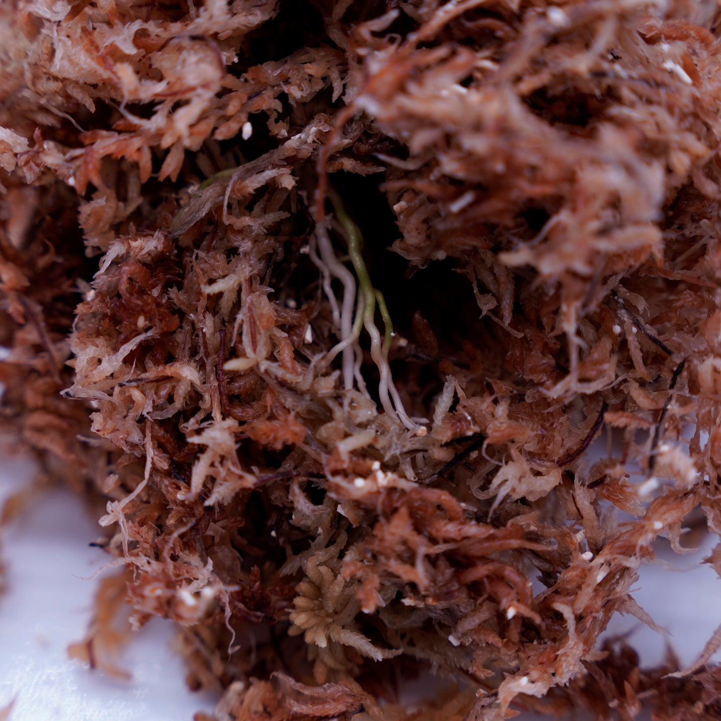 <出射便>Aglaonema Pictum Tricolor “Andaman” Port Blair