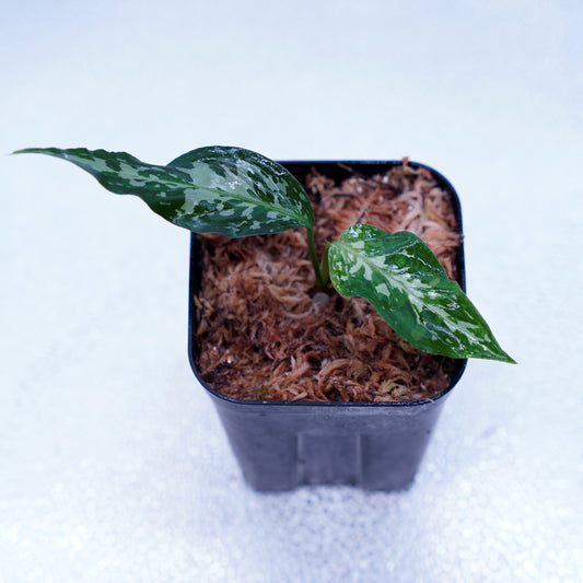 <オリジナル>Aglaonema Pictum Tricolor UND “LITMUS”