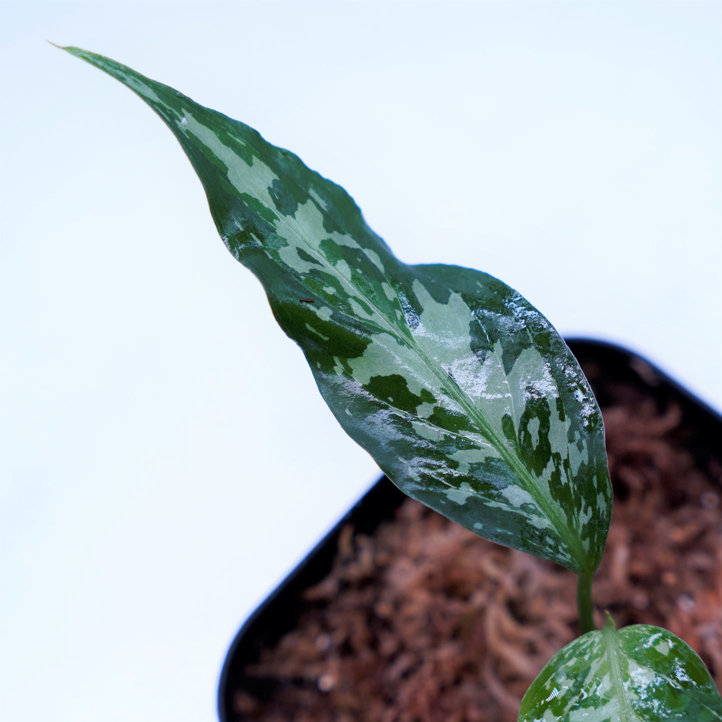 <オリジナル>Aglaonema Pictum Tricolor UND “LITMUS”