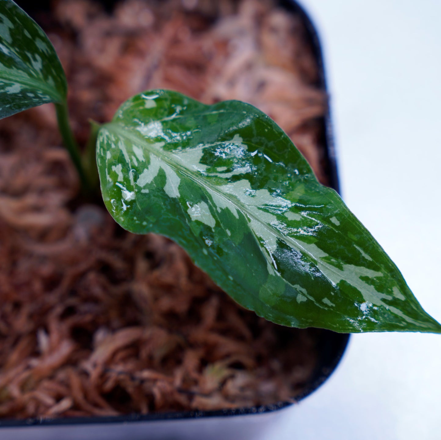 <オリジナル>Aglaonema Pictum Tricolor UND “LITMUS”