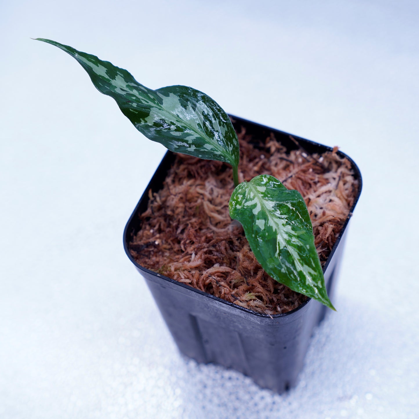 <オリジナル>Aglaonema Pictum Tricolor UND “LITMUS”