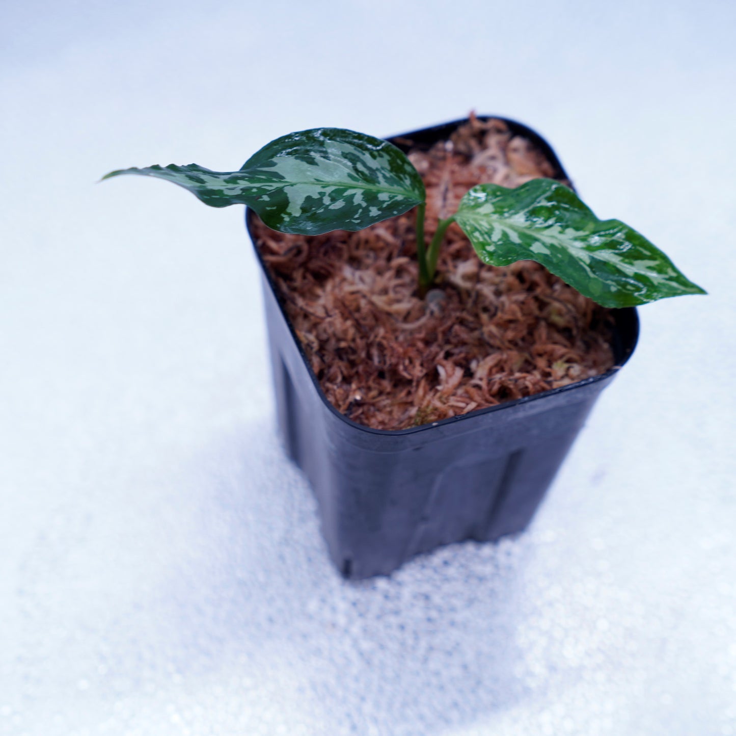 <オリジナル>Aglaonema Pictum Tricolor UND “LITMUS”