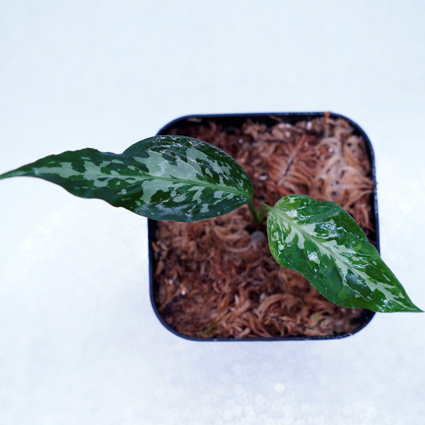 <オリジナル>Aglaonema Pictum Tricolor UND “LITMUS”