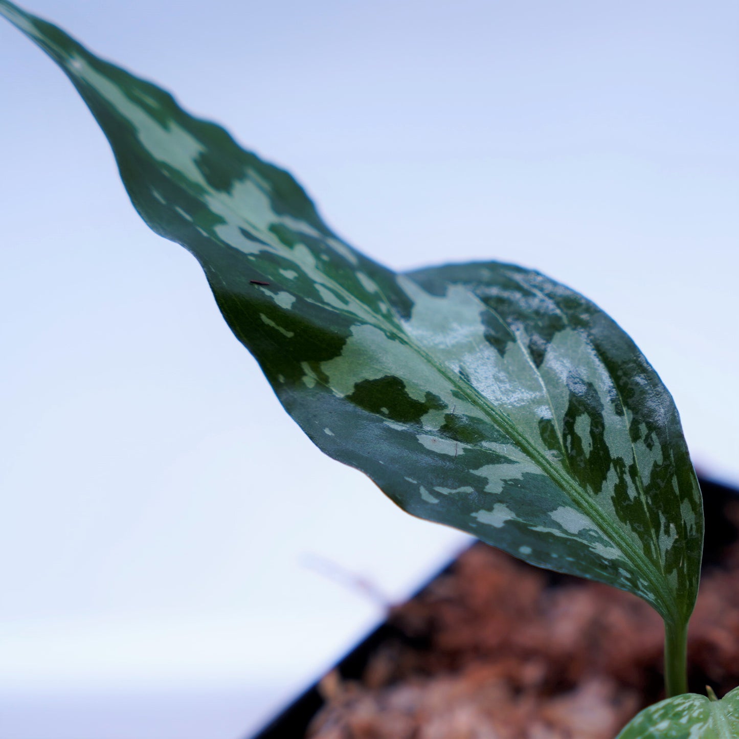 <オリジナル>Aglaonema Pictum Tricolor UND “LITMUS”
