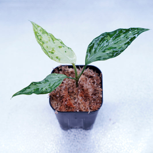 <TZ便>Aglaonema Pictum Tricolor 【T-291218-b-Y産地】