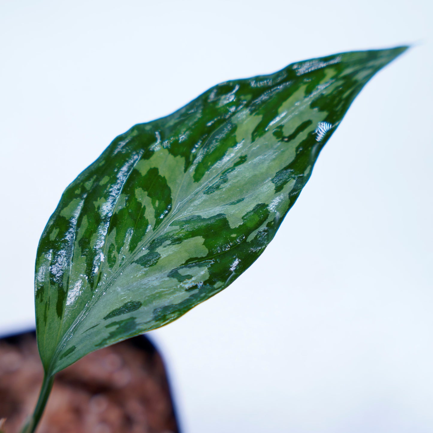<TZ便>Aglaonema Pictum Tricolor 【T-291218-b-Y産地】