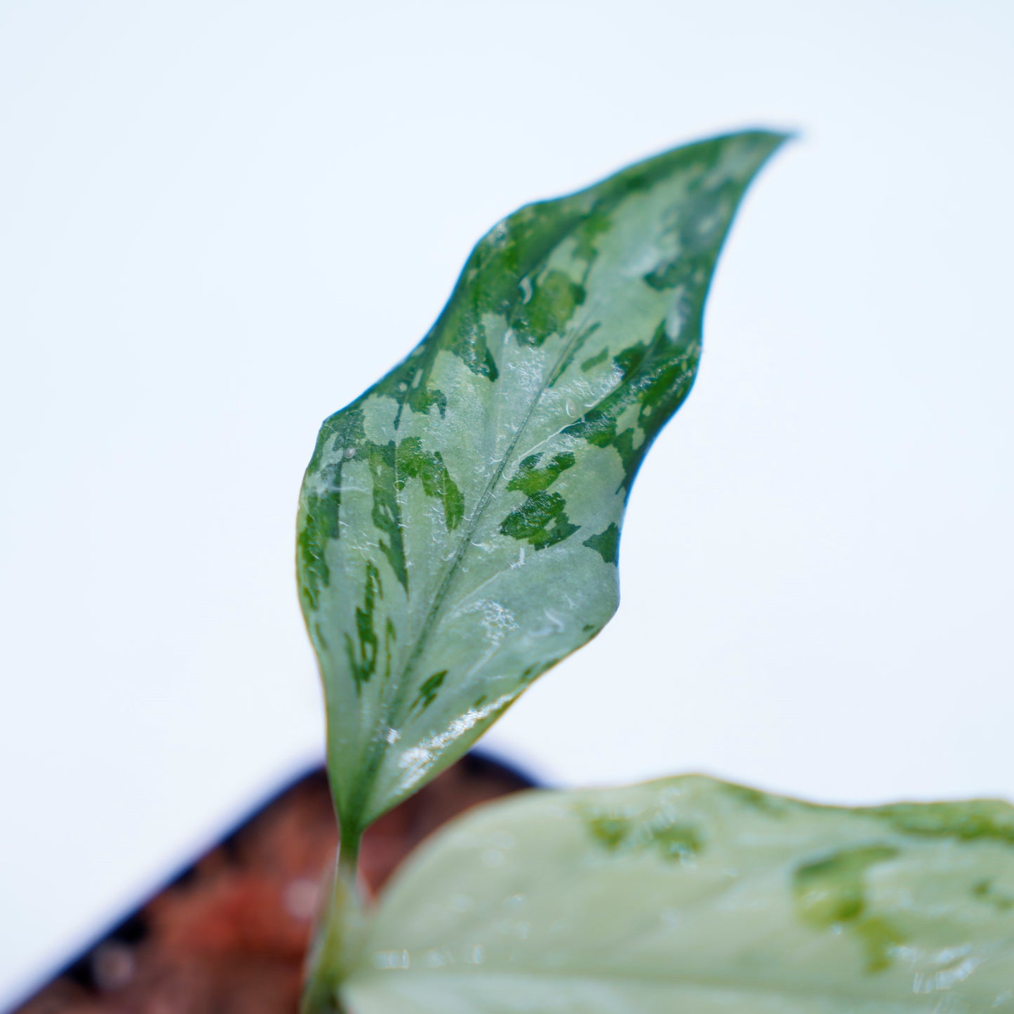 <TZ便>Aglaonema Pictum Tricolor 【T-291218-b-Y産地】