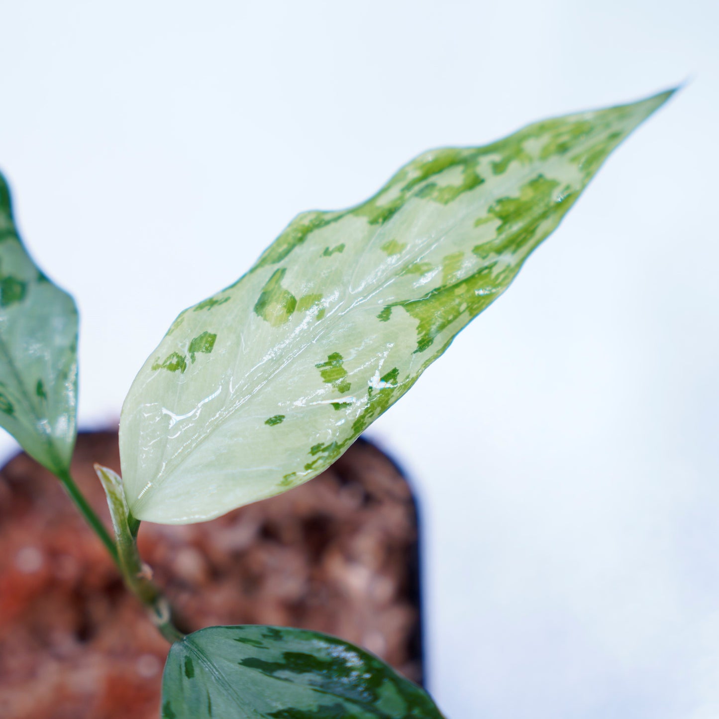 <TZ便>Aglaonema Pictum Tricolor 【T-291218-b-Y産地】