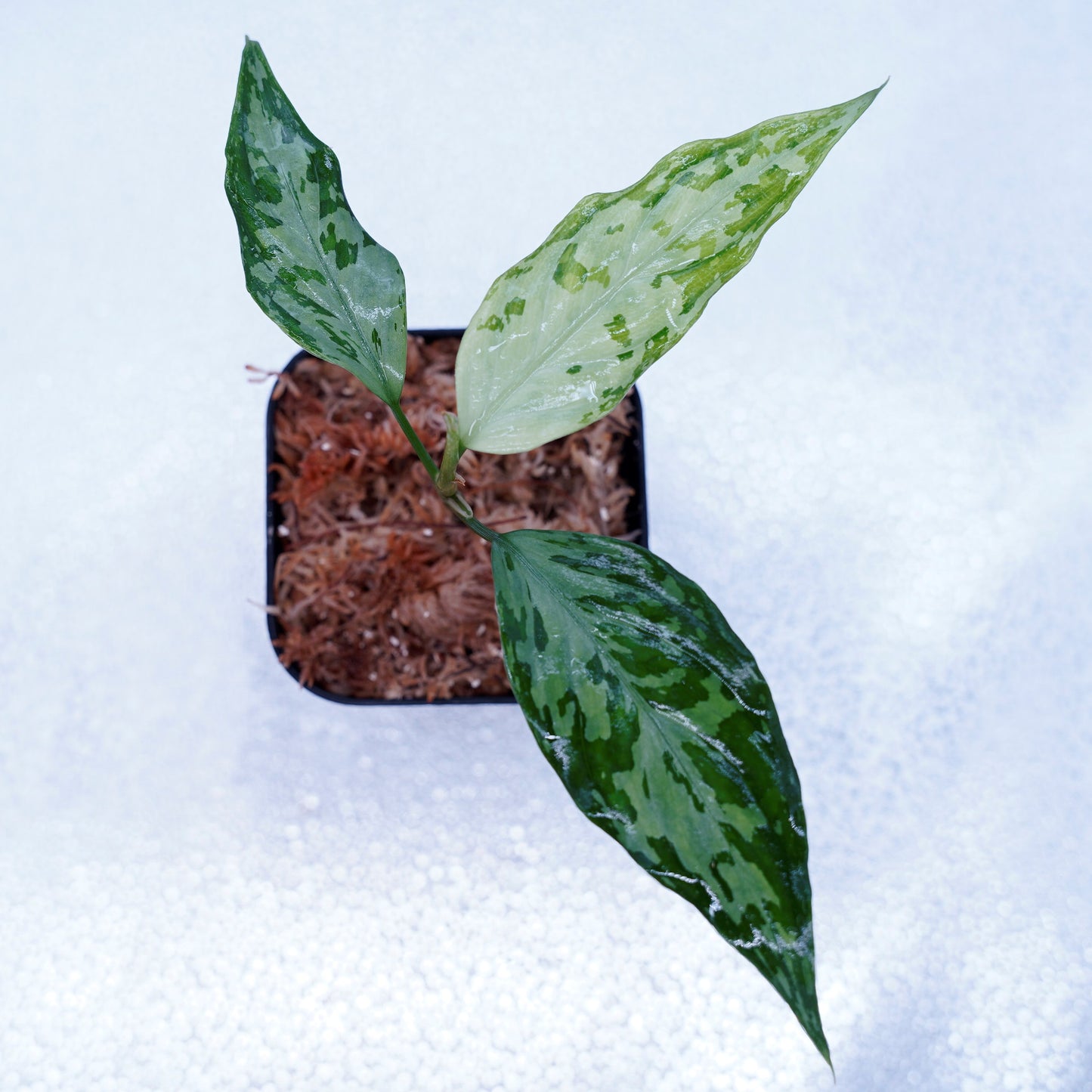 <TZ便>Aglaonema Pictum Tricolor 【T-291218-b-Y産地】
