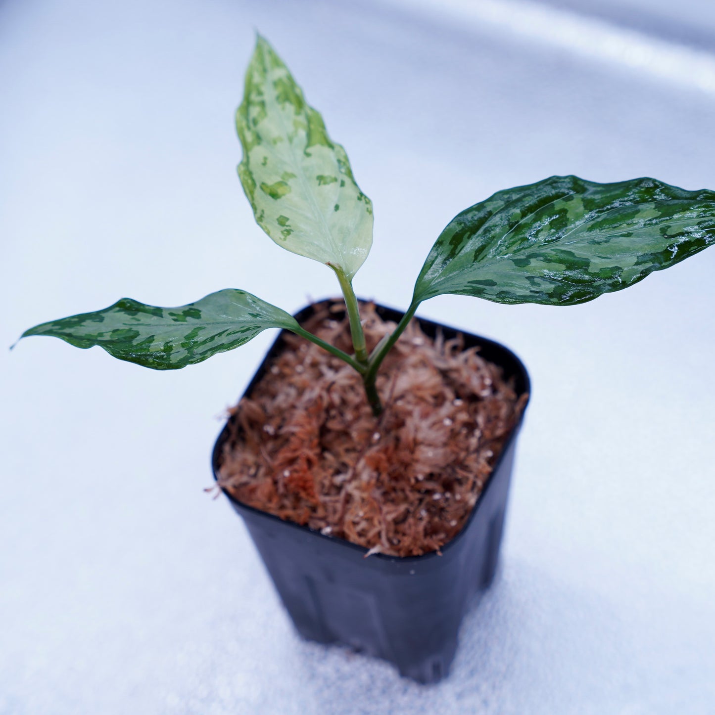 <TZ便>Aglaonema Pictum Tricolor 【T-291218-b-Y産地】