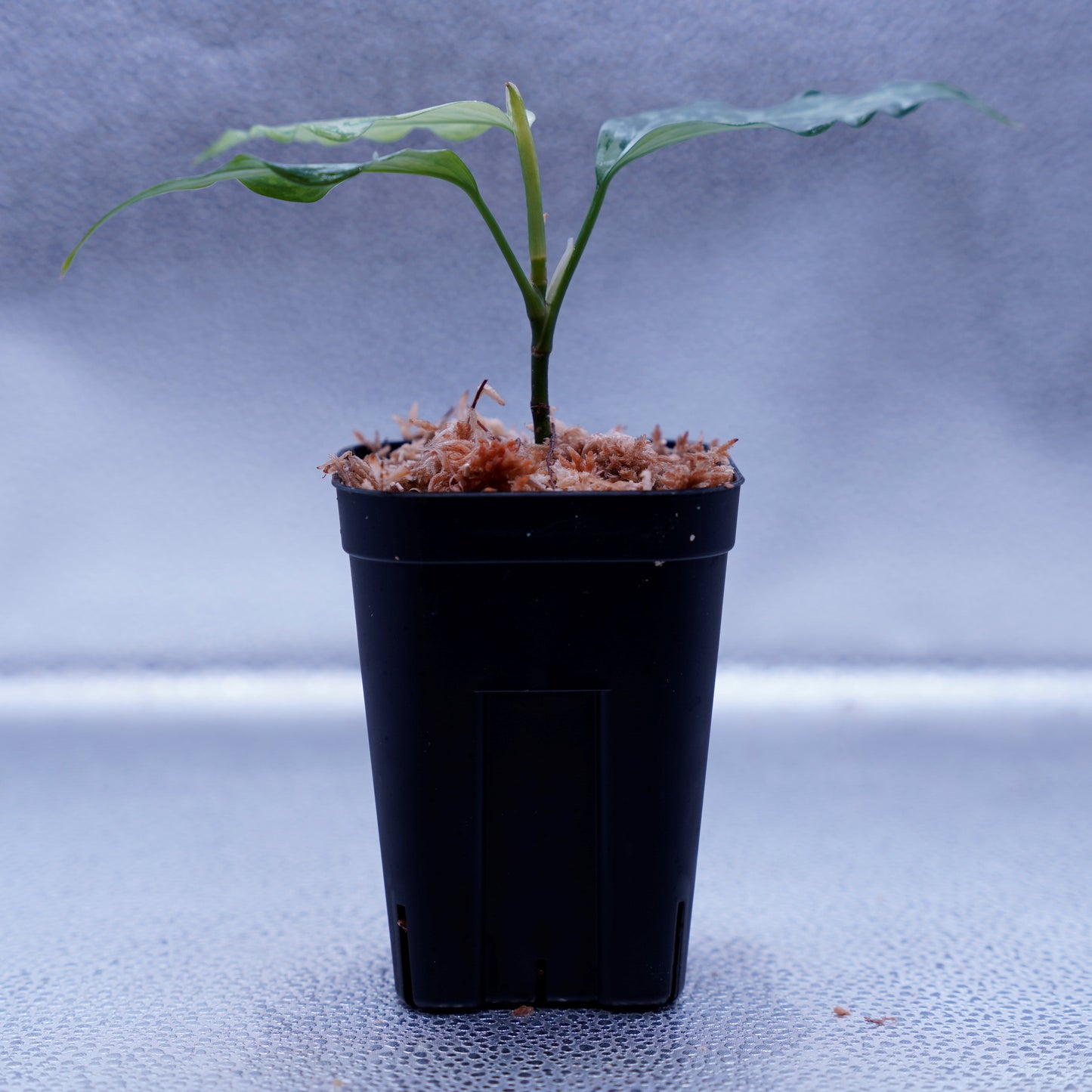 <TZ便>Aglaonema Pictum Tricolor 【T-291218-b-Y産地】