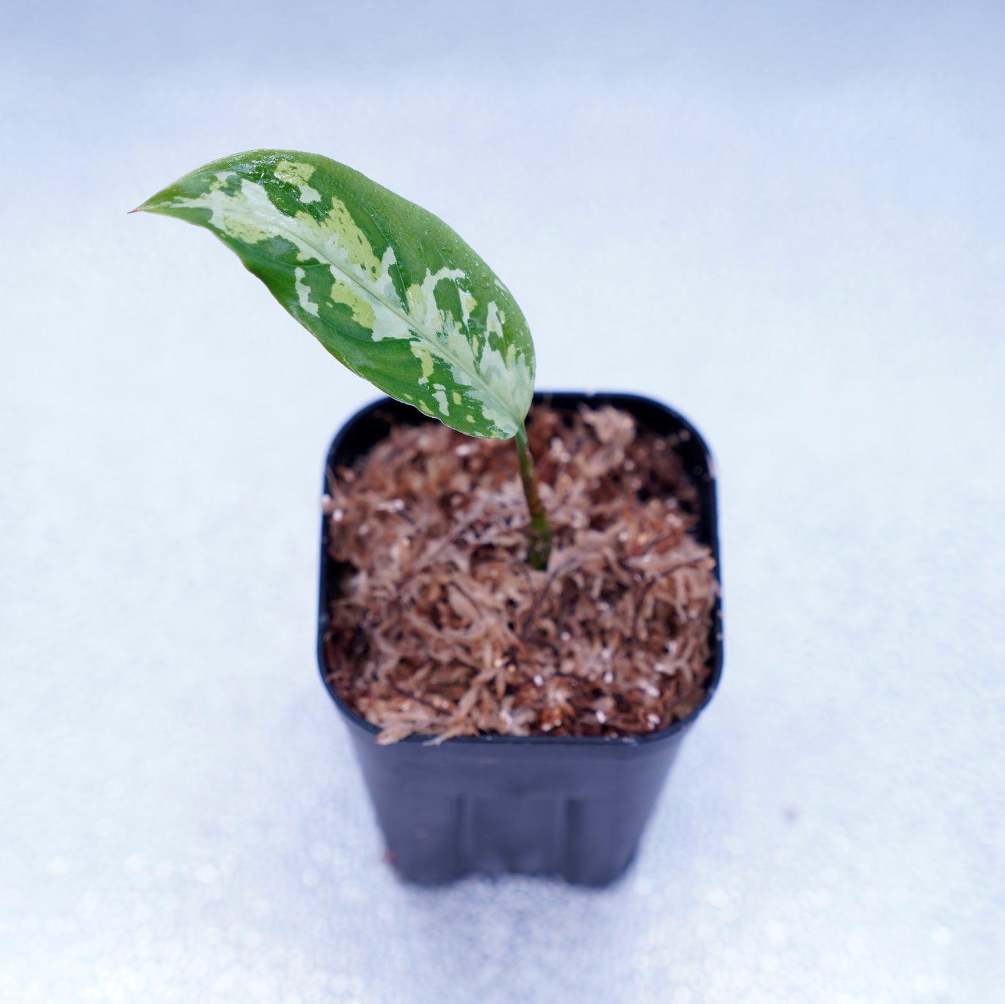 <ANG便>Aglaonema Pictum ”Model-White Bulan” From Pulau Nias 【ANG-PF-00003】