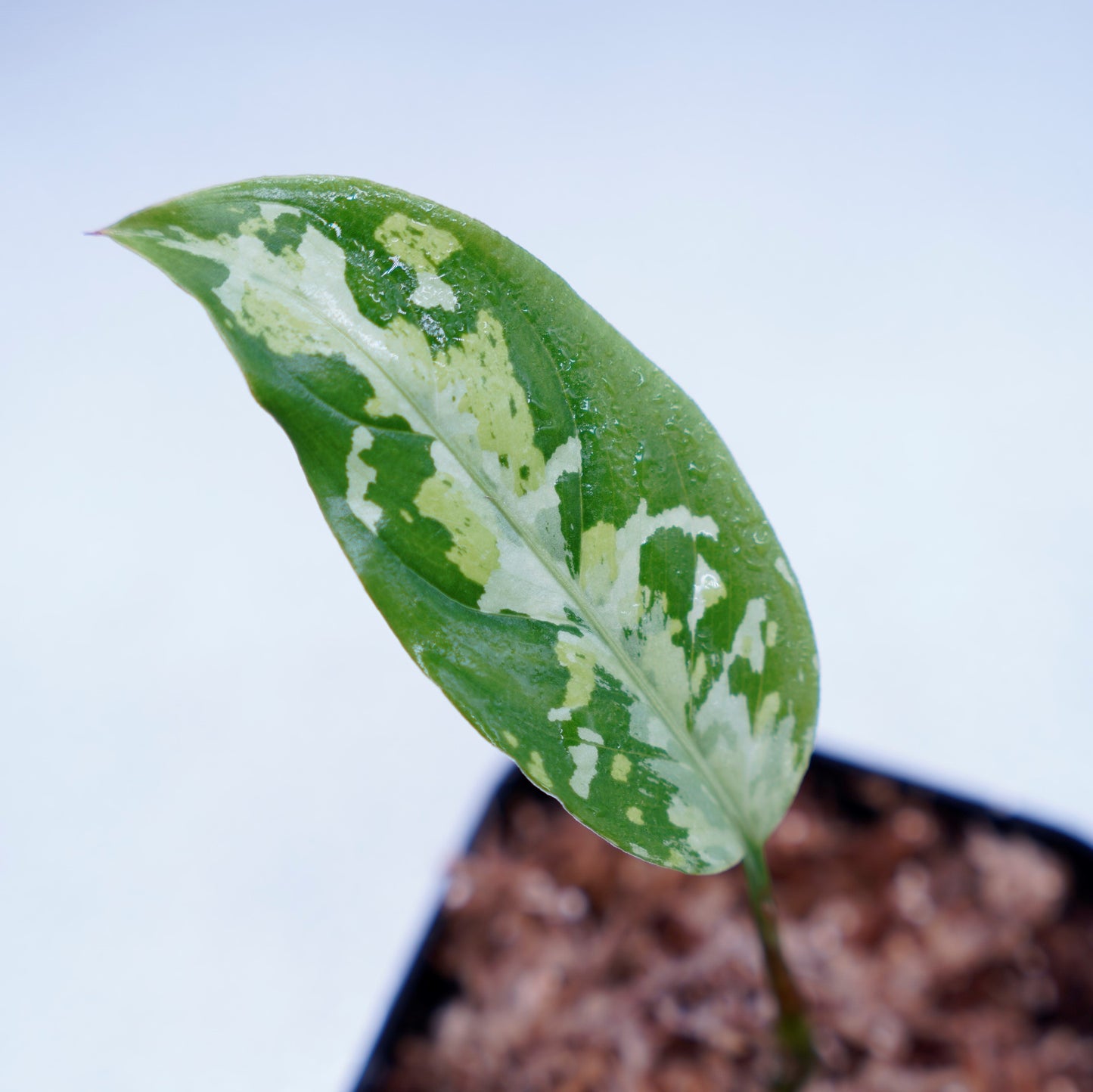 <ANG便>Aglaonema Pictum ”Model-White Bulan” From Pulau Nias 【ANG-PF-00003】
