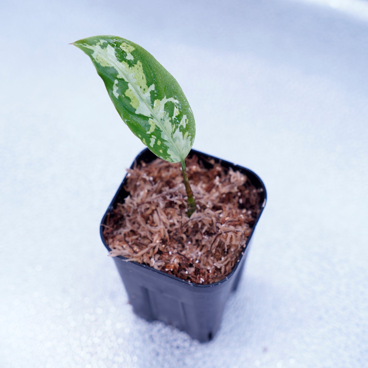 <ANG便>Aglaonema Pictum ”Model-White Bulan” From Pulau Nias 【ANG-PF-00003】
