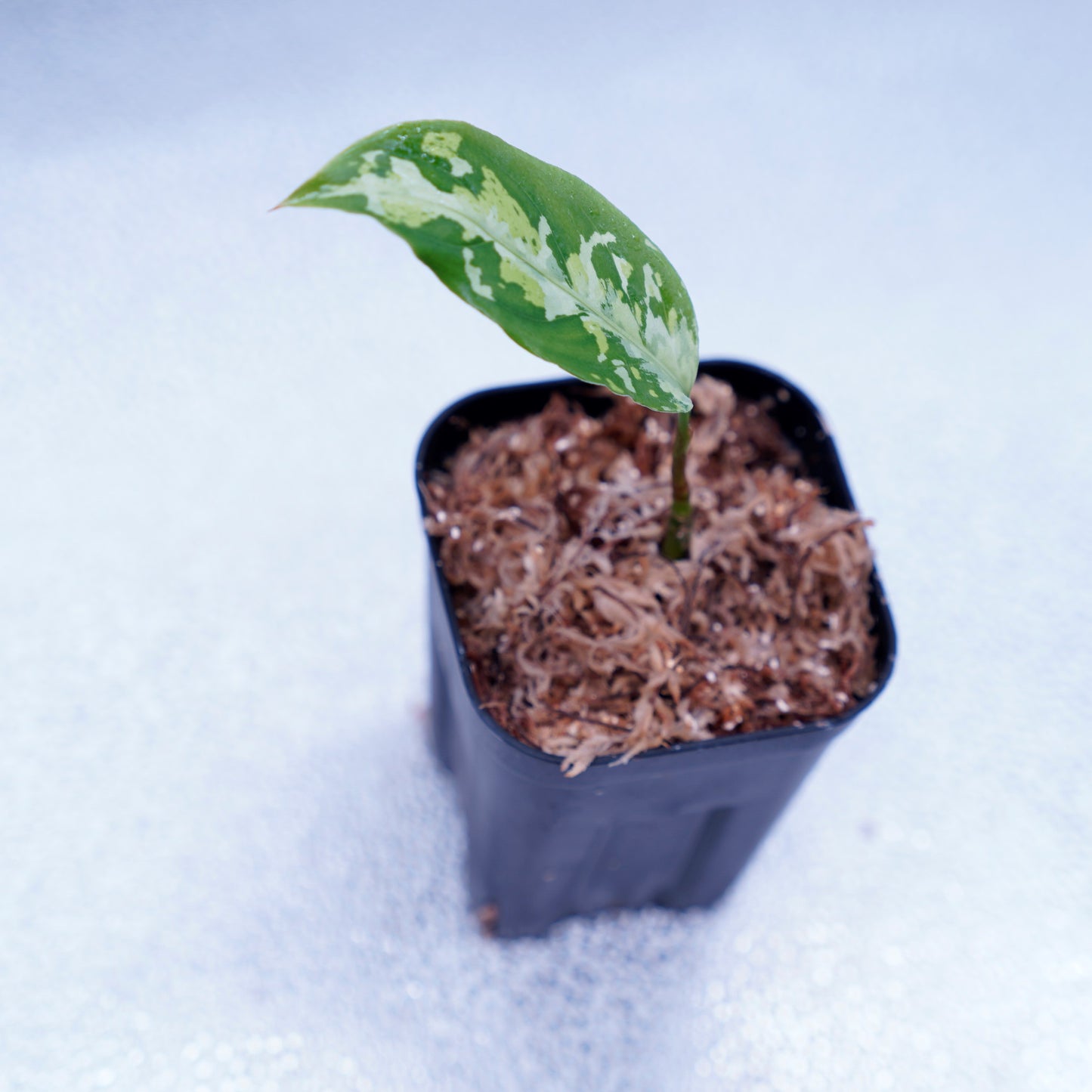 <ANG便>Aglaonema Pictum ”Model-White Bulan” From Pulau Nias 【ANG-PF-00003】