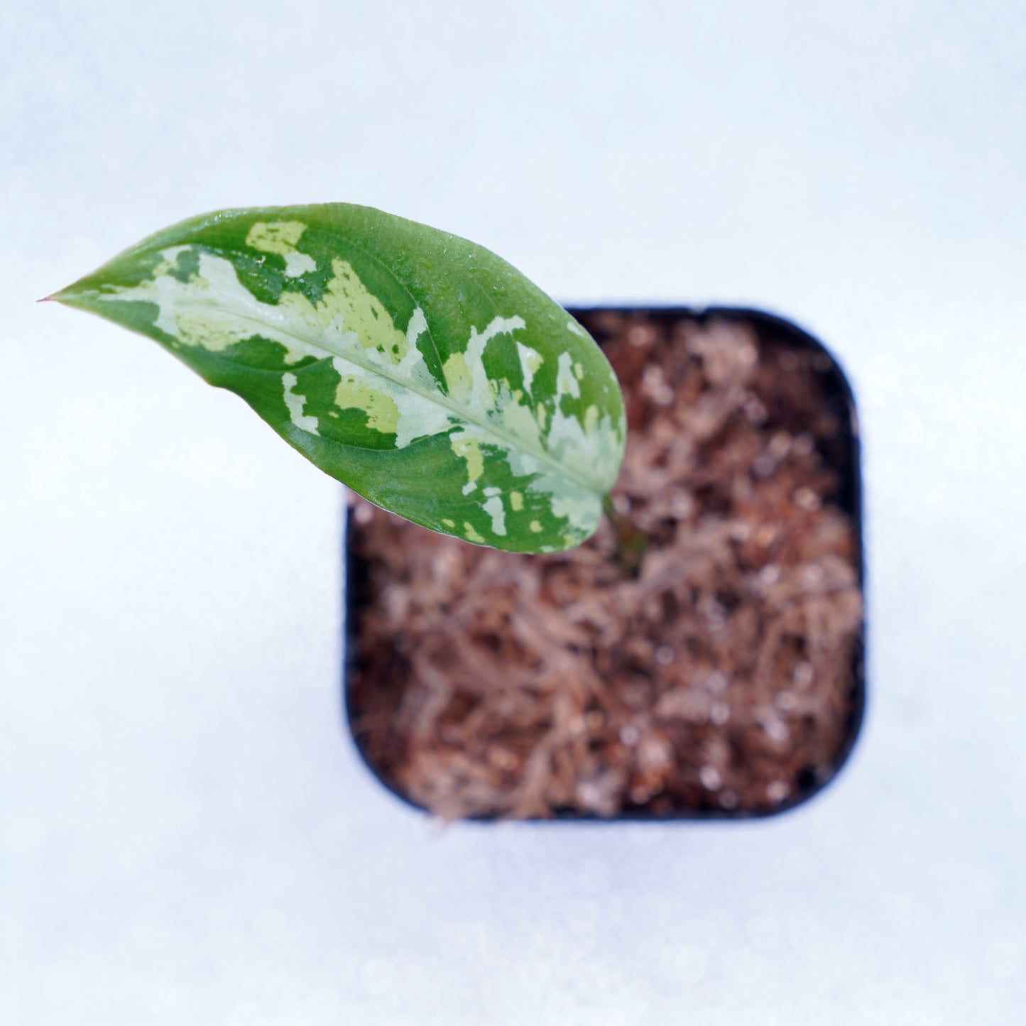 <ANG便>Aglaonema Pictum ”Model-White Bulan” From Pulau Nias 【ANG-PF-00003】