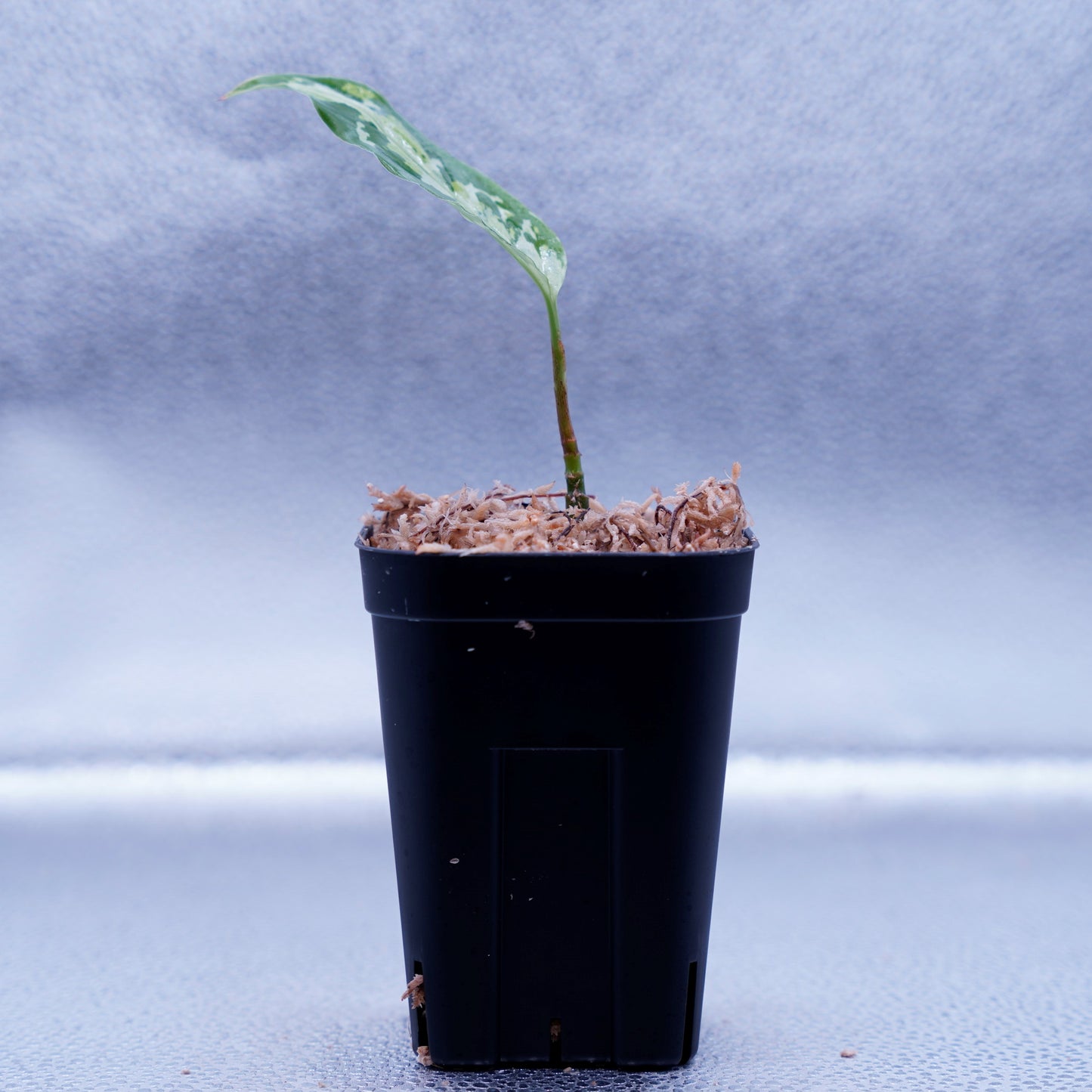 <ANG便>Aglaonema Pictum ”Model-White Bulan” From Pulau Nias 【ANG-PF-00003】
