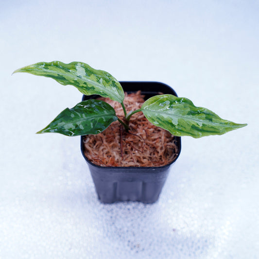 <LA便>Aglaonema Pictum Tricolor【LA1115-02j】