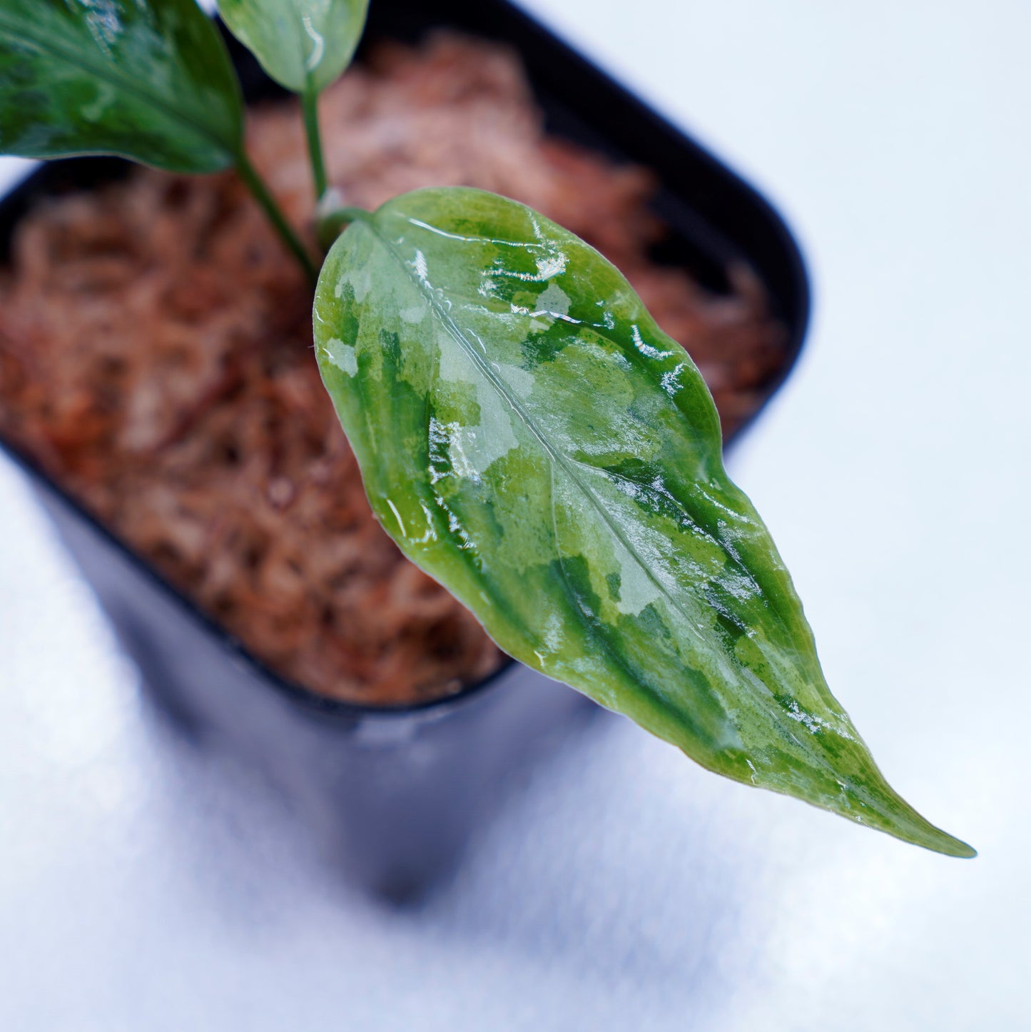 <LA便>Aglaonema Pictum Tricolor【LA1115-02j】