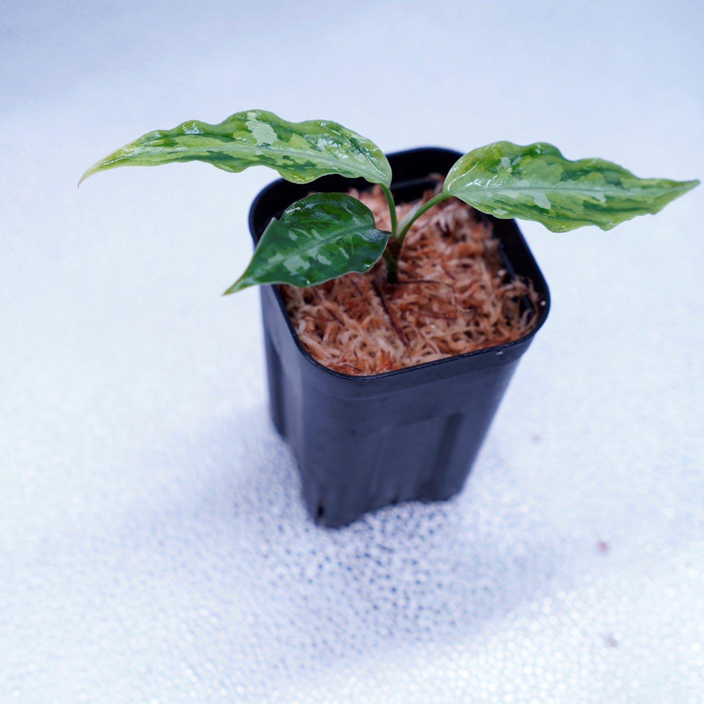 <LA便>Aglaonema Pictum Tricolor【LA1115-02j】