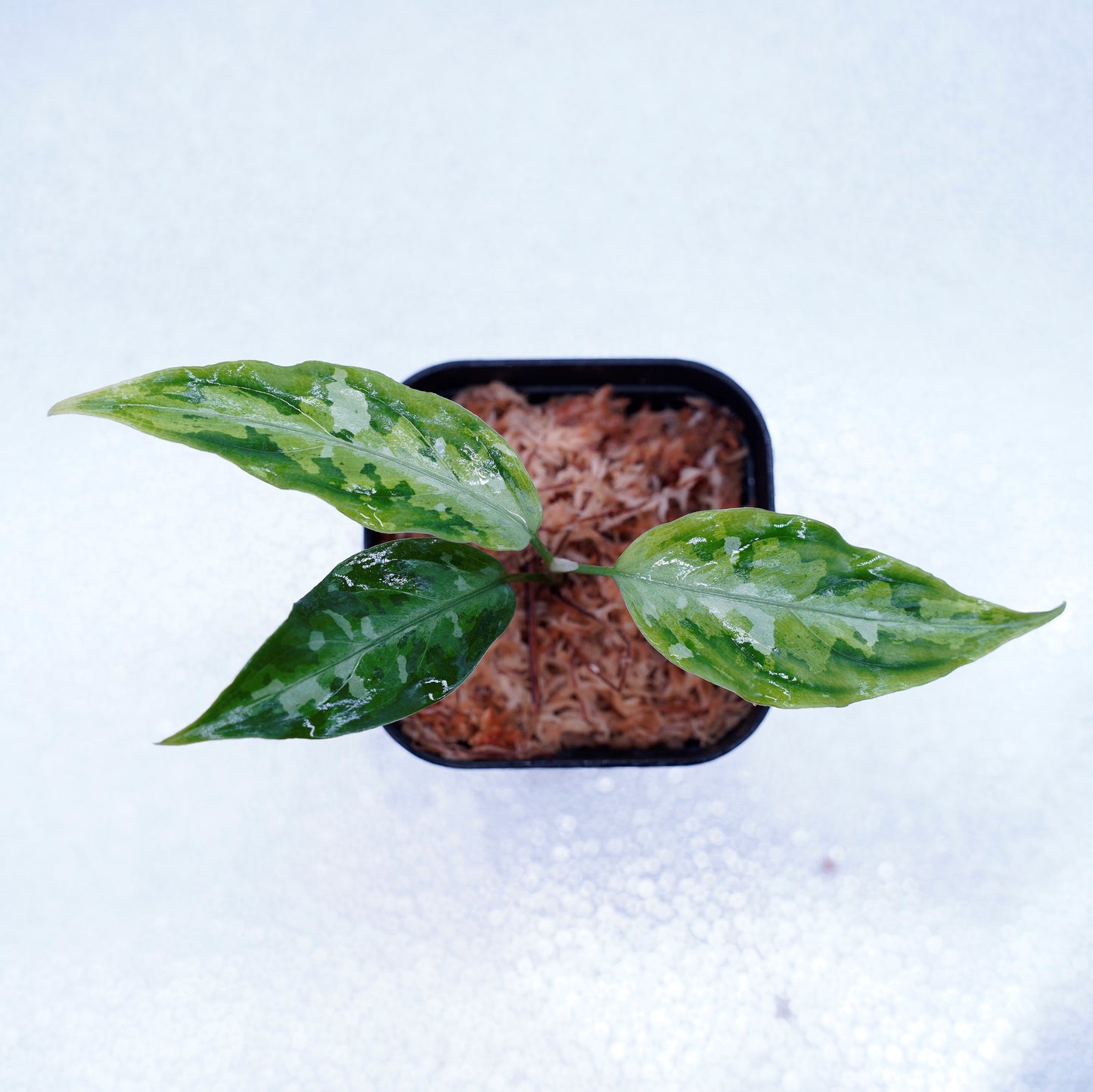 <LA便>Aglaonema Pictum Tricolor【LA1115-02j】