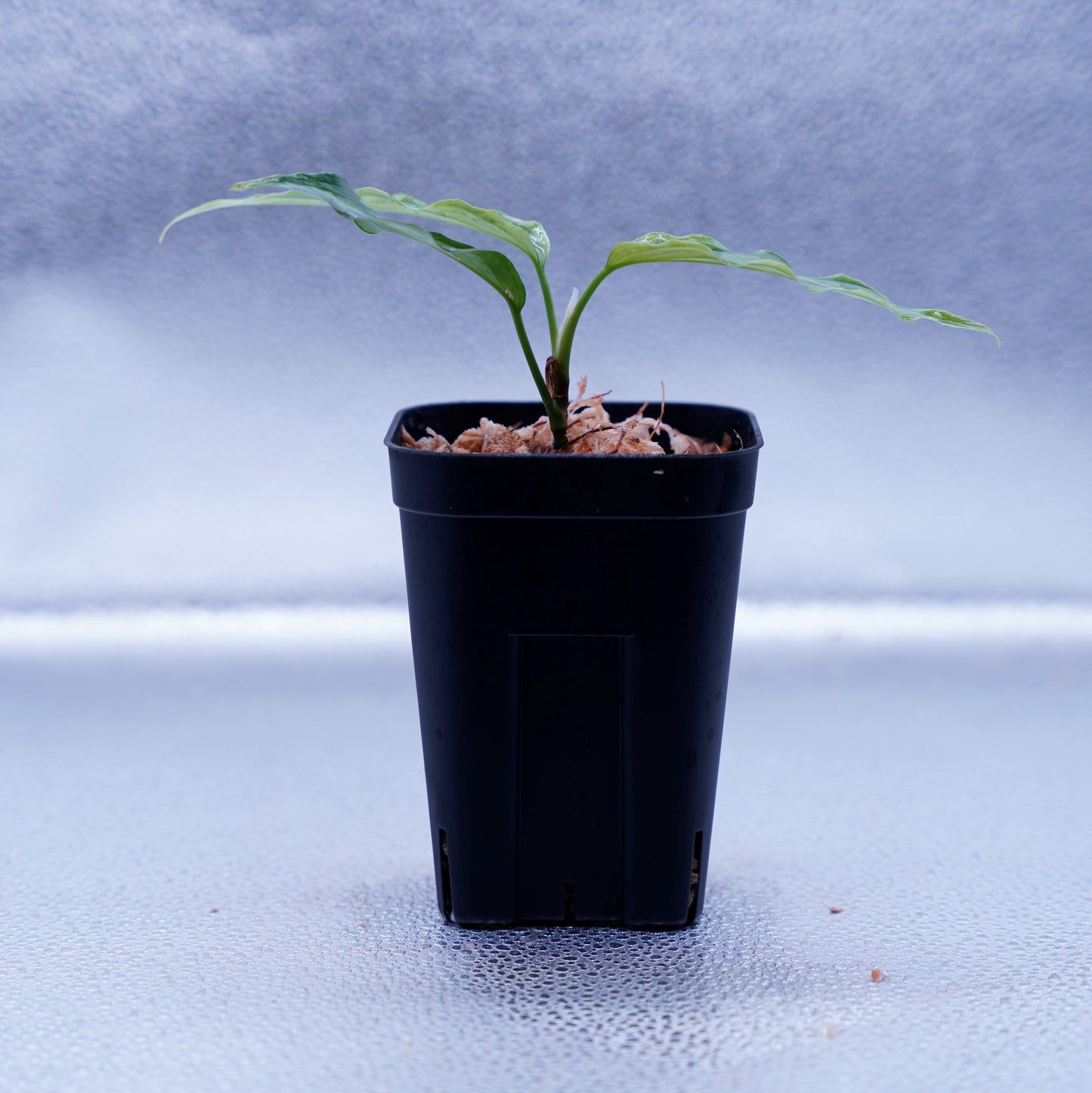 <LA便>Aglaonema Pictum Tricolor【LA1115-02j】