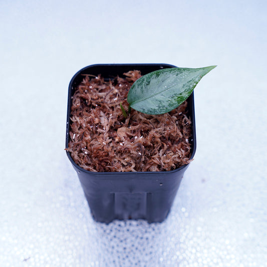 <オリジナル>Aglaonema Pictum Aceh Multicolor UND “HARVEY”