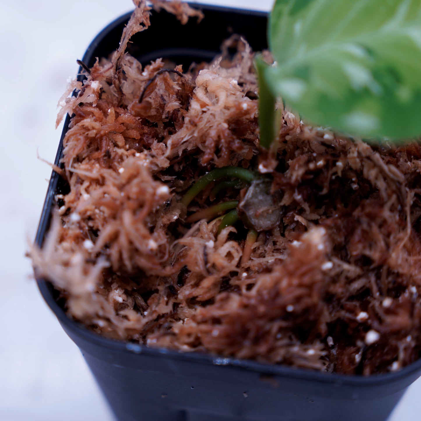 <出射便>Aglaonema Pictum Tricolor “Andaman” Port Blair