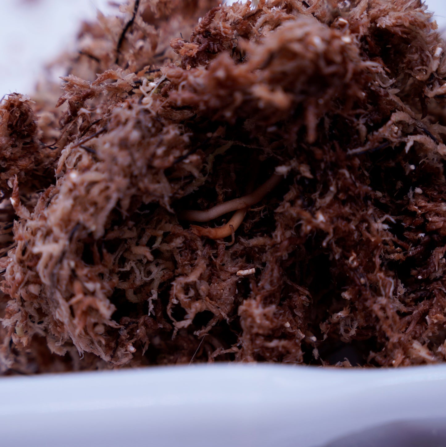 <出射便>Aglaonema Pictum Tricolor “Andaman” Port Blair