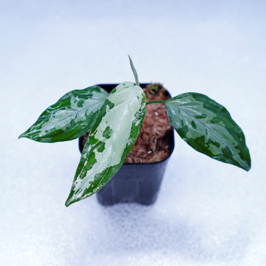 <TZ便>Aglaonema Pictum Tricolor【T-260219 S産地】