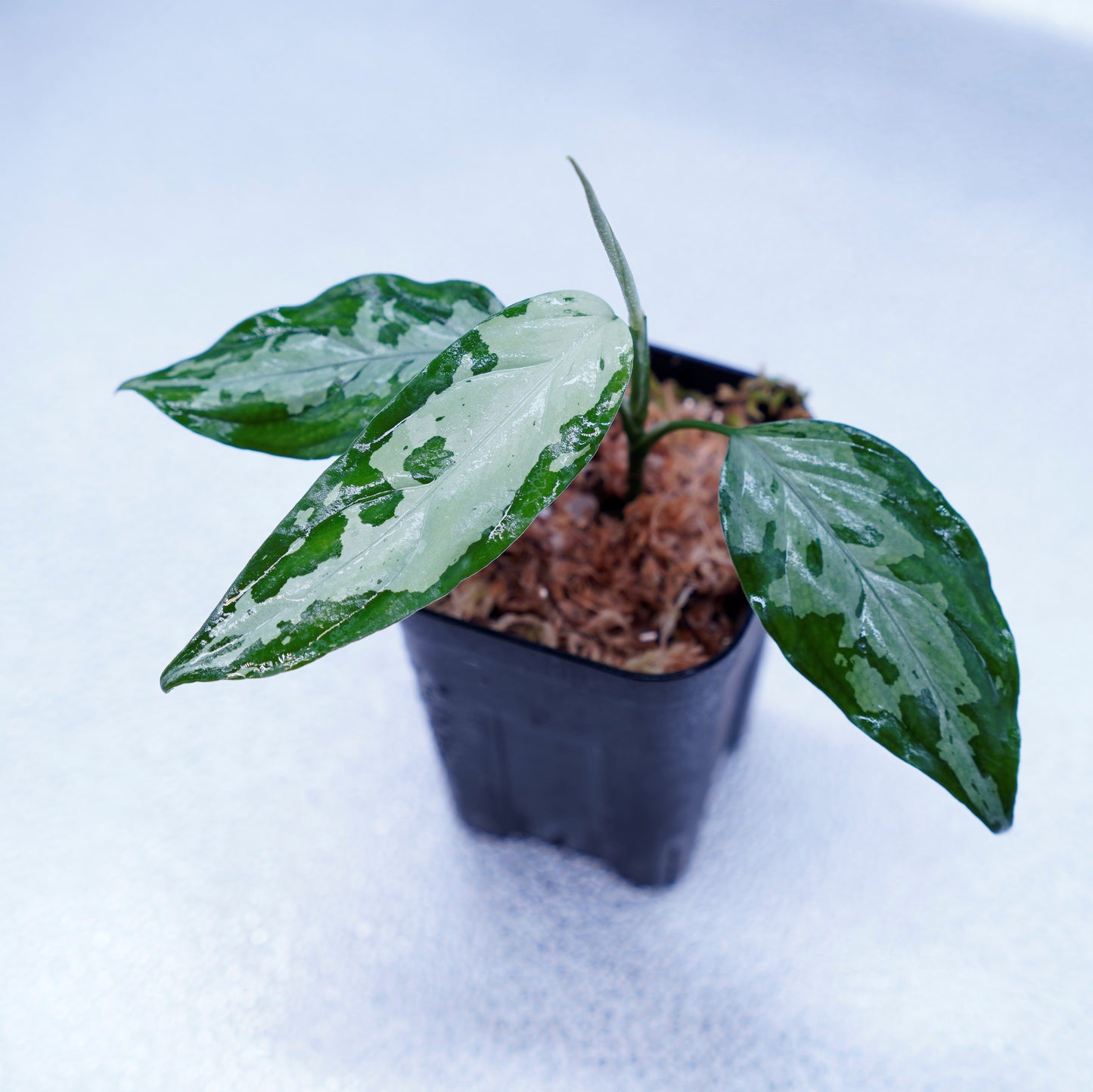 <TZ便>Aglaonema Pictum Tricolor【T-260219 S産地】