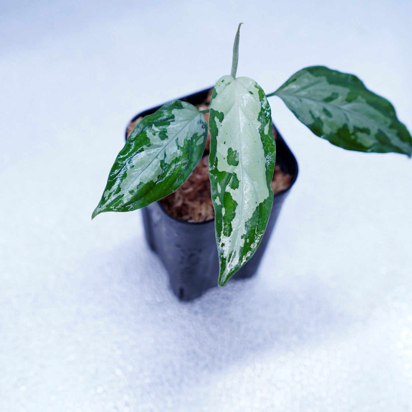 <TZ便>Aglaonema Pictum Tricolor【T-260219 S産地】