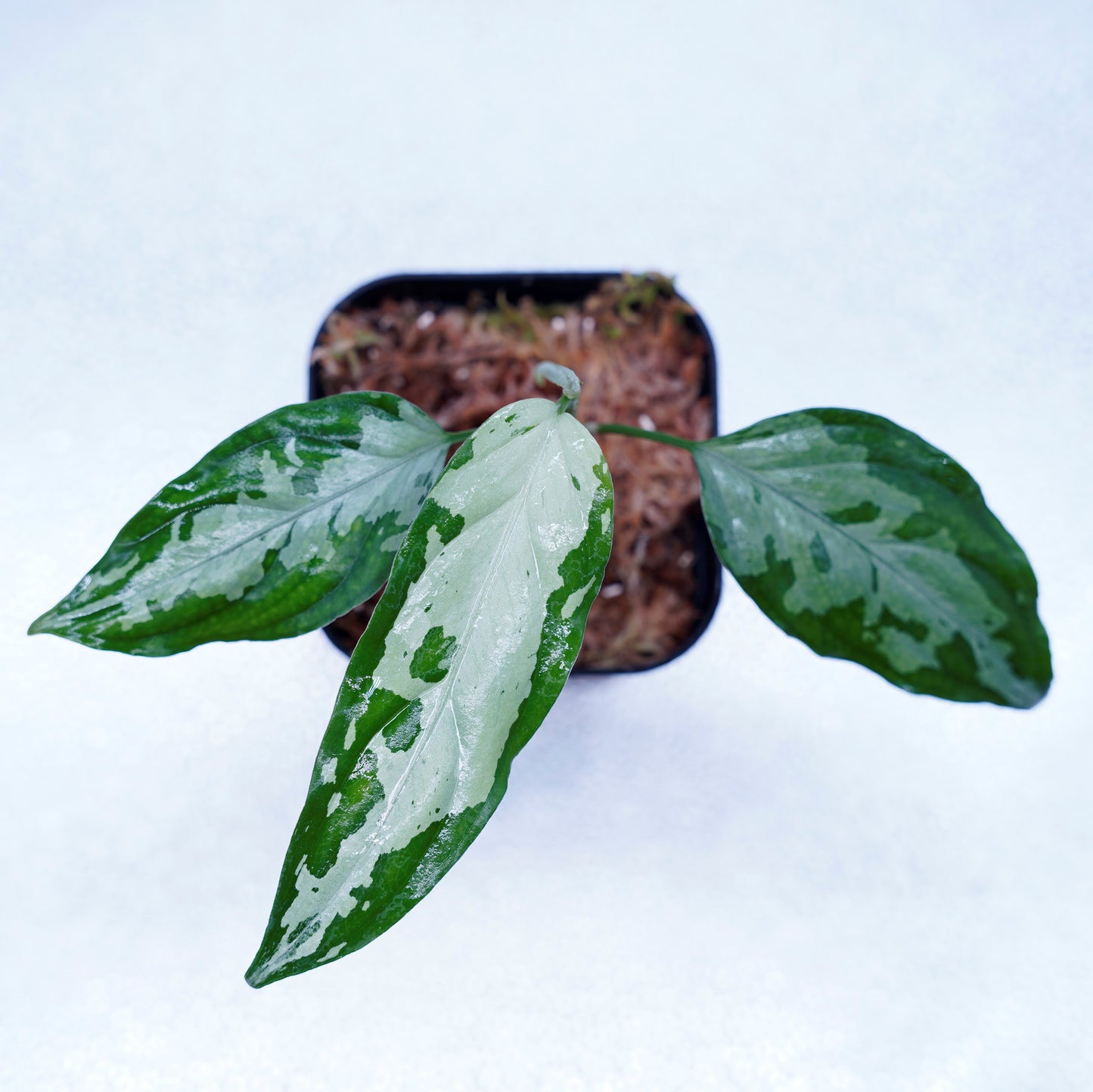 <TZ便>Aglaonema Pictum Tricolor【T-260219 S産地】