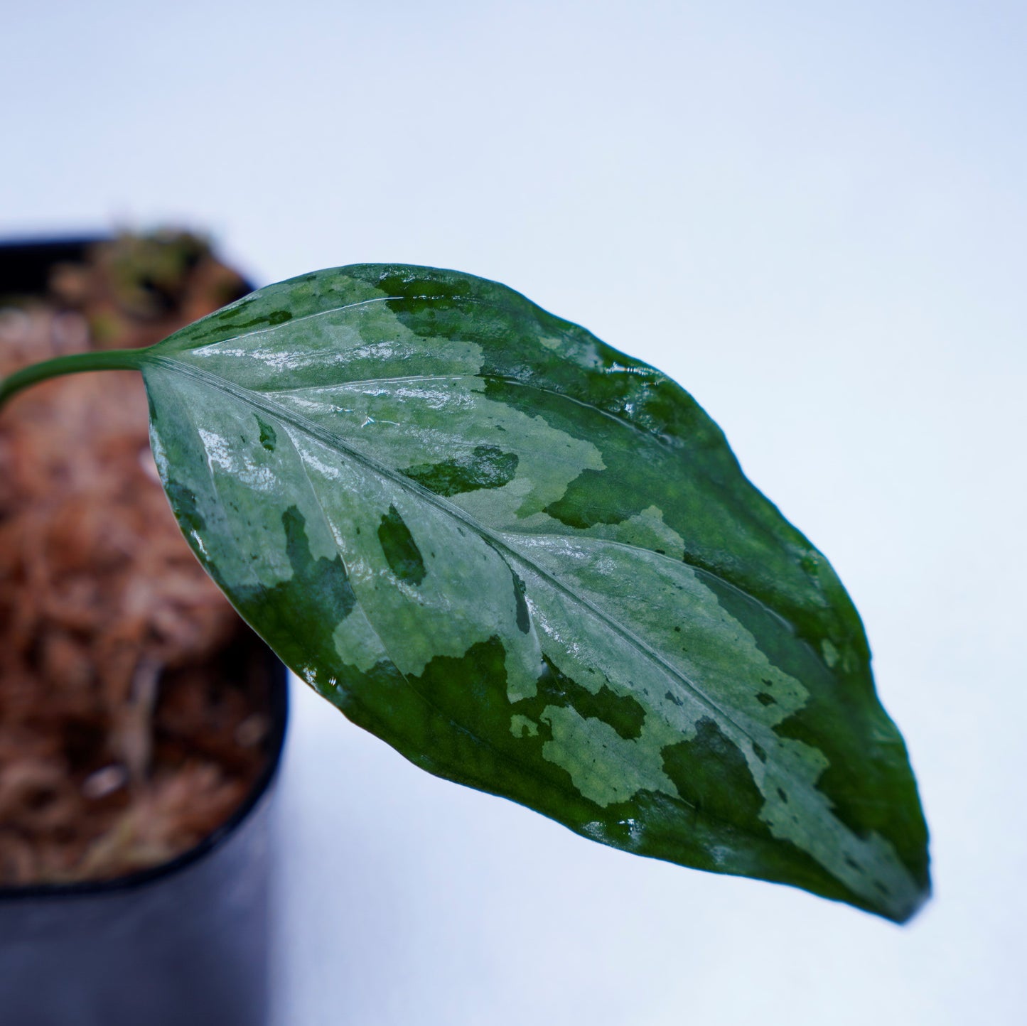<TZ便>Aglaonema Pictum Tricolor【T-260219 S産地】