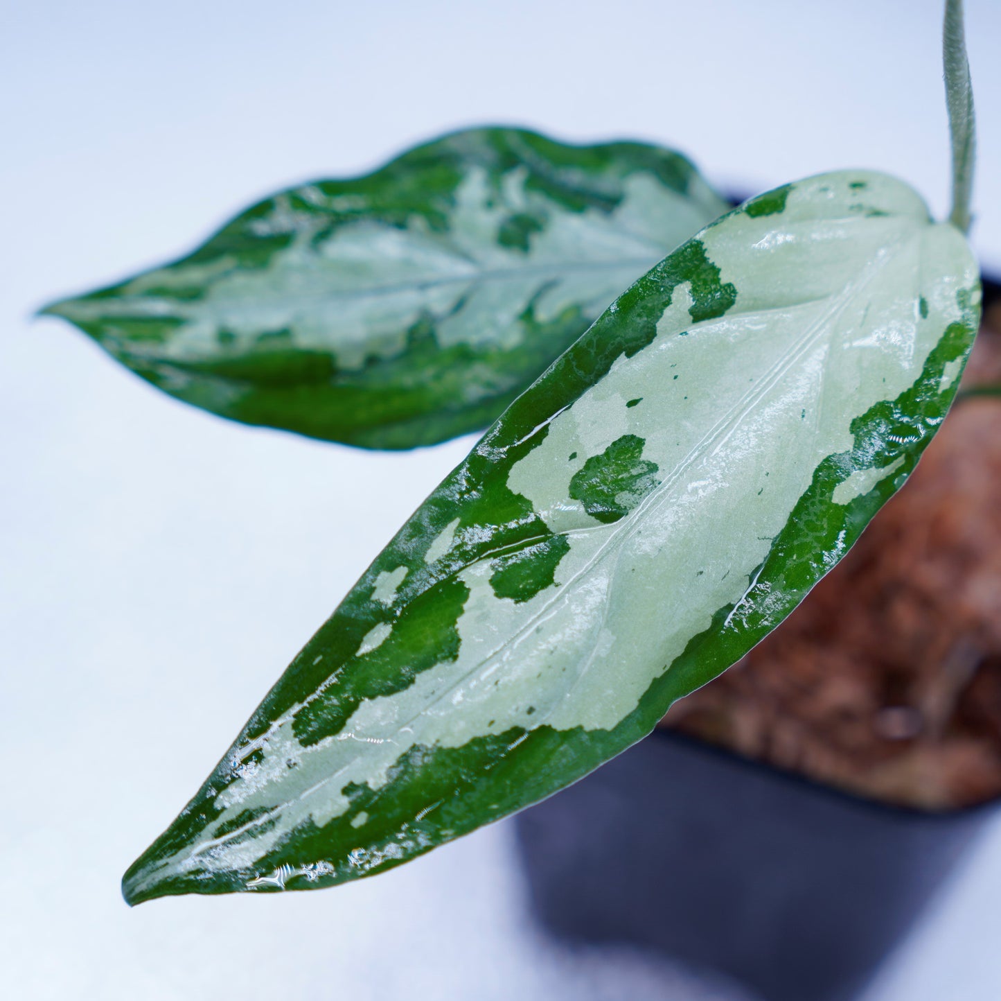 <TZ便>Aglaonema Pictum Tricolor【T-260219 S産地】