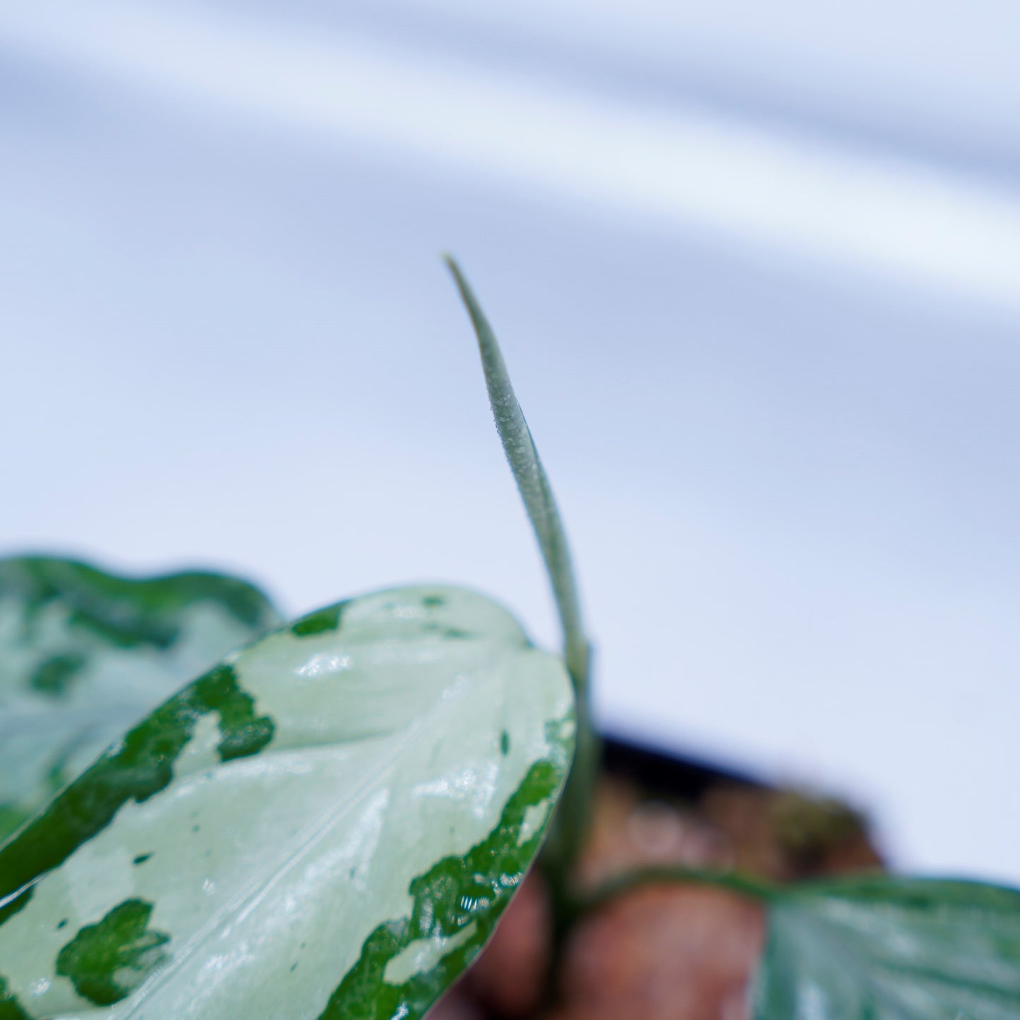 <TZ便>Aglaonema Pictum Tricolor【T-260219 S産地】