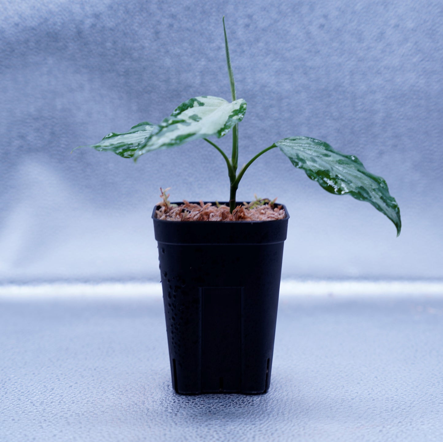 <TZ便>Aglaonema Pictum Tricolor【T-260219 S産地】