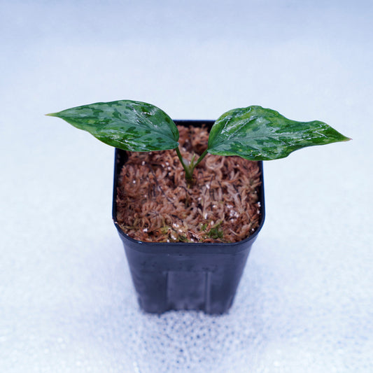 <LA便>Aglaonema Pictum Tricolor 【しるば~らいん】“LA1218-02b”
