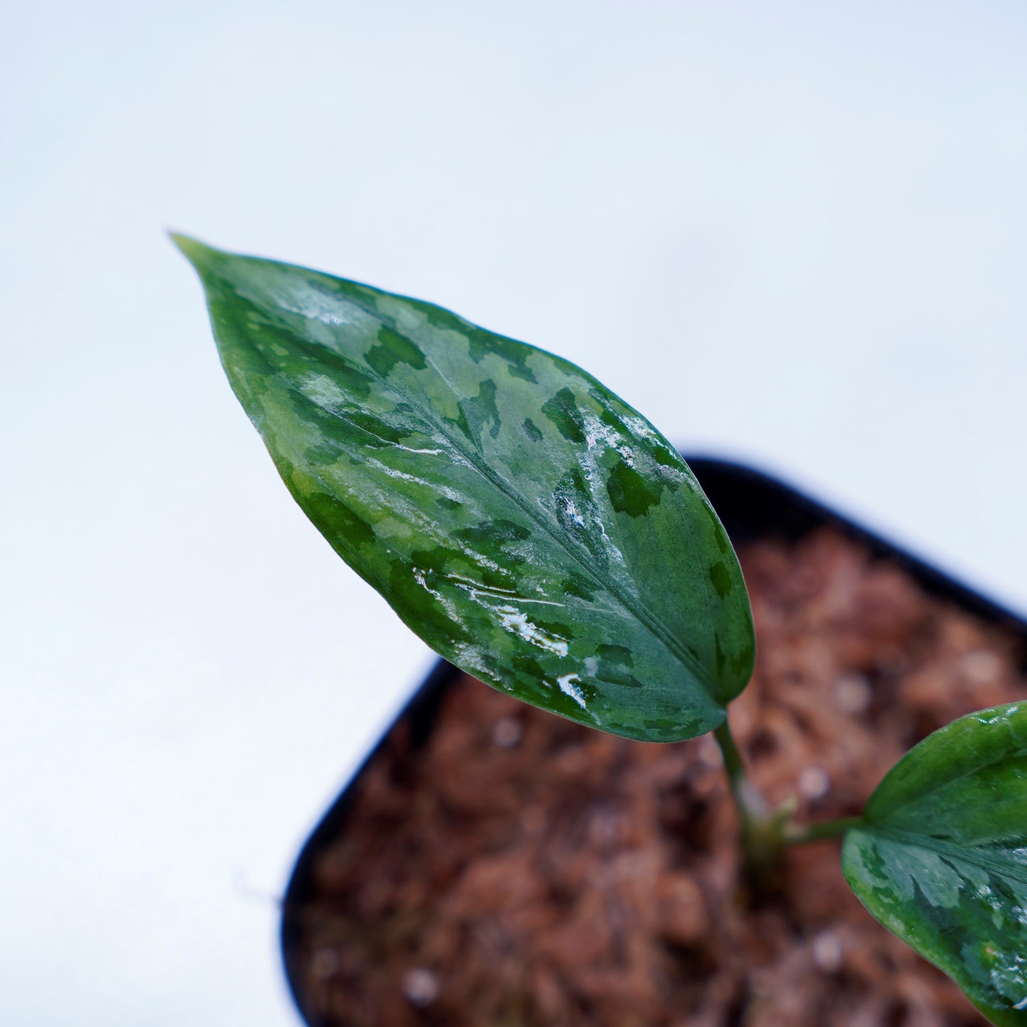 <LA便>Aglaonema Pictum Tricolor 【しるば~らいん】“LA1218-02b”