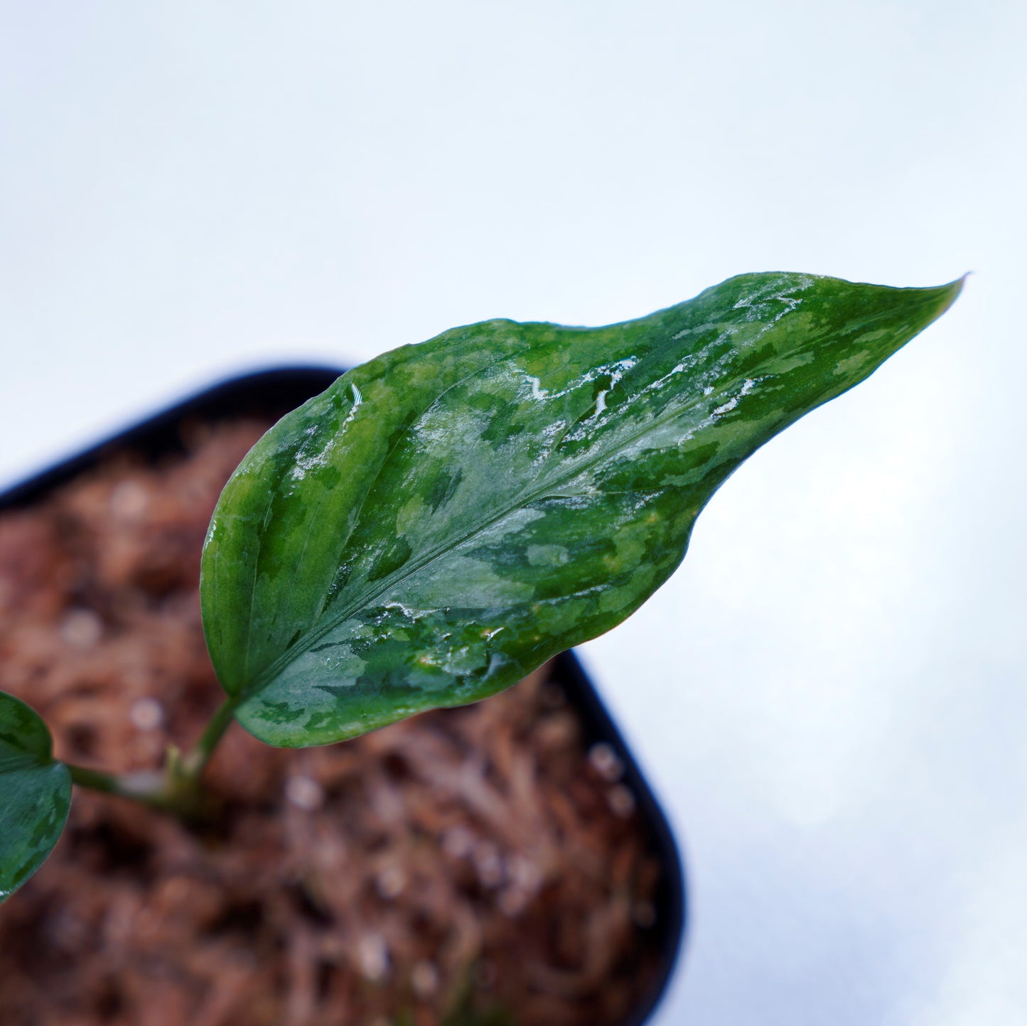 <LA便>Aglaonema Pictum Tricolor 【しるば~らいん】“LA1218-02b”